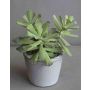 Kunst Adromischus cristatus ZACHARIAS im Betontopf, grün-grau, 18cm