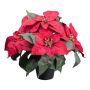 Kunstblume Weihnachtsstern FRIZO im Dekotopf, rot, 26cm