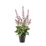 Kunstpflanze Salbei SWORTA im Dekotopf, Blüten, mauve, 45cm