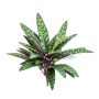 Kunstpflanze Calathea Makoyana MANAMI auf Steckstab, grün-rot, 40cm
