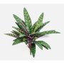 Kunstpflanze Calathea Makoyana MANAMI auf Steckstab, grün-rot, 40cm