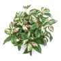 Künstliche Pflanze Hoya carnosa OLEANA auf Steckstab, grün-weiß-rosa, 40cm