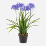 Künstliche Pflanze Agapanthus LESEDA im Dekotopf, blau, 65cm