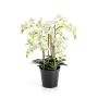 Kunstblume Phalaenopsis Orchidee FINEA im Dekotopf, creme, 85cm
