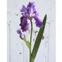 Kunst Iris ANNESCA, lila, 80cm