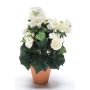 Kunstblume Begonie CATINKA im Terracotta Topf, creme, 30cm