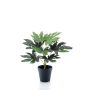 Kunstpflanze Aralia TEULADA, grün, 30cm