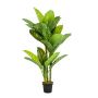 Künstliche Pflanze Dieffenbachia SARIEGO, grün, 150cm