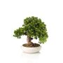 Künstlicher Bonsai Lärche MIRSANDA in Bonsaischale, 35cm