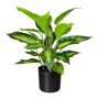 Künstliche Pflanze Dieffenbachia PLUHON, Wurzeln, dunkelgrün, 45cm