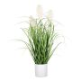 Dekogras Pampasgras PANCHE im Dekotopf, Rispen, creme, 60cm