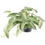 Kunst Alocasia zebrina variegata Hänger KLUVY, grün-creme, 40cm