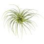 Kunstpflanze Sukkulente Tillandsia stricta CLONK, Steckstab, hellgrün, 20cm, Ø35cm
