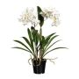 Deko Blume Dendrobium Sonia Orchidee FROLBER, Wurzeln, weiß, 60cm