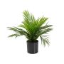 Unechte Goldfruchtpalme LUJA, 45cm