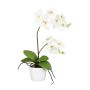 Dekoblume Phalaenopsis Orchidee MORLEK, Keramiktopf, Wurzeln, creme, 60cm