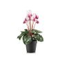 Künstliche Alpenveilchen VERIANA im Dekotopf, weiß-pink, 30cm