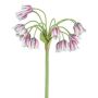 Künstliche Blume Sizilianischer Honiglauch EFLINT, rosa-weiß, 70cm