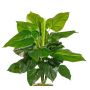 Künstliche Pflanze Philodendron Scandens GIMPA, Steckstab, 50cm