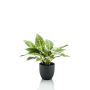 Künstliche Zimmerpflanze Calathea Ornata VAIDA im Dekotopf, grün-gelb, 40cm