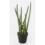 Kunstpflanze Sansevieria Cylindrica AIDANA, grün-gelb, 40cm