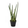 Kunstpflanze Sansevieria Cylindrica AIDANA, grün-gelb, 40cm