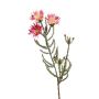 Künstliche Kap-Strohblume BEYA, rosa-gelb, 60cm, Ø6cm