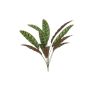 Fake Pflanze Calathea Makoyana WIDO auf Steckstab, grün-burgunderrot, 70cm