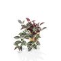 Künstliche Pflanze Tradescantia Zebrina MBARKA im Keramiktopf gold, grün-rot, 40cm