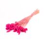 Getrocknetes Kanariengras BRAGILA im Bund, pink, 50-75cm, Ø12cm