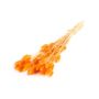 Getrocknetes Lagurus Gras BORKA, Bund, dunkelorange, 55-75cm, Ø12cm