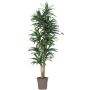 Kunst Dracaena Fragrans KANDIDA, Naturstämme, grün, 150cm - Made in Italy