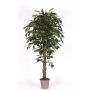 Deko Ficus Benjamini AMANCIO, Naturstämme, grün, 150cm - Made in Italy