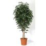 Künstlicher Ficus Benjamini LEVANTA, Naturstämme, grün, 275cm - Made in Italy