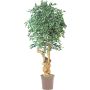 Unechter Ficus Benjamini AURELIANO, Naturstamm, grün-weiß, 200cm - Made in Italy