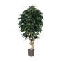 Deko Mango CORINDA, Echtstamm, grün, crossdoor, 175cm - Made in Italy