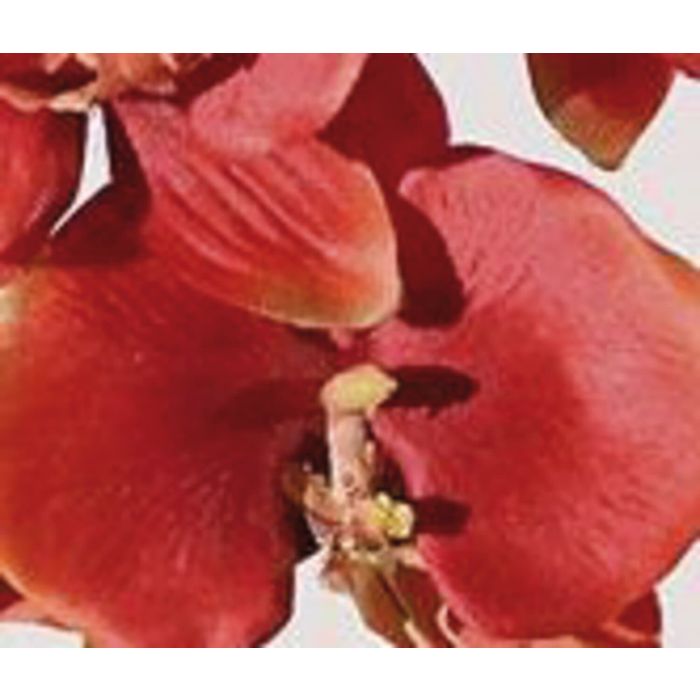 6 Stück Künstliche Orchideen-Haarspangen - Hawaiianische Phalaenopsis, Realistisch & Vielseitig