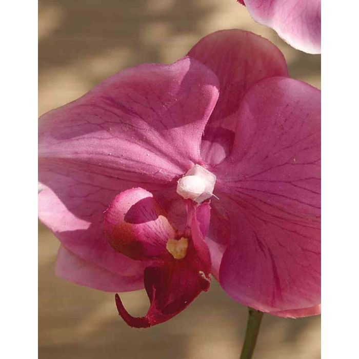 Ohmywor Künstliche Orchidee Orange Mit Topf – 48 Cm Hoch, Seidenblume Für Tischdekoration & Wohnung