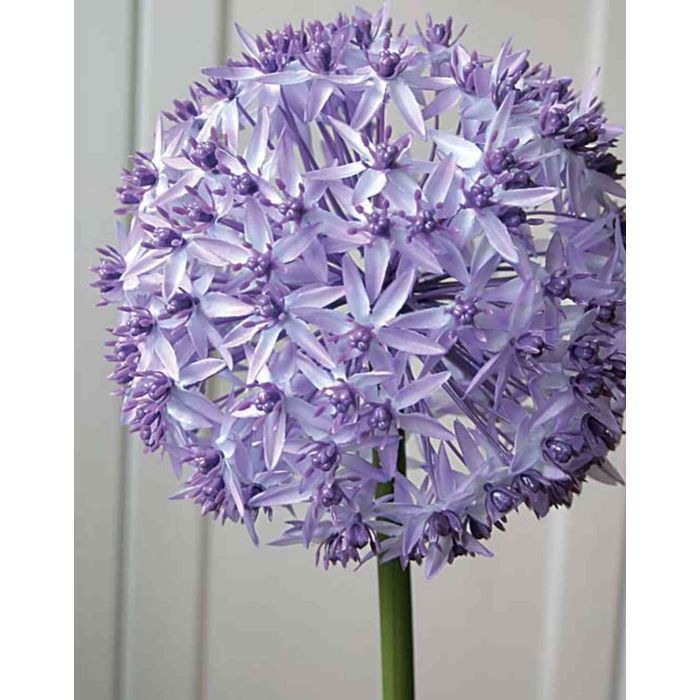 LIECHA, Kunstblume 80cm Zierlauch lila,