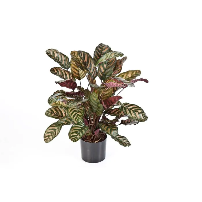 Halbur 3 Stück Künstliche Calathea Makoyana Pflanzen – 30 Cm Hoch, Im Weißen Topf, Realistisch & Pflegeleicht