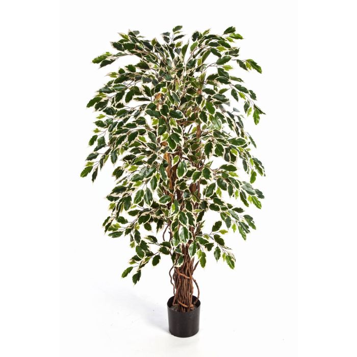 Kunst Ficus Benjamini JARLAN, grün-weiß, 180cm