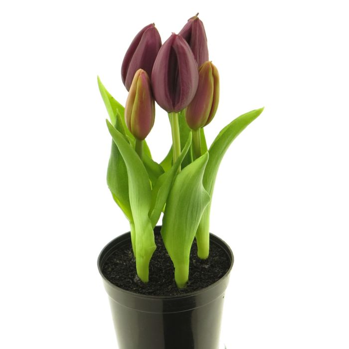 VANZACK Künstliche Veilchenblumen – 4 Stück, 29 Cm, Für Deko & Basteln