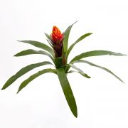 Kunst Guzmania IRENE mit Blüten, auf Steckstab, rot, 50cm