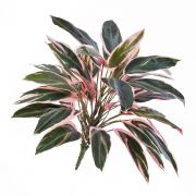 Kunst Cordyline Fruticosa THAIS auf Steckstab, grün-rosa, 50cm