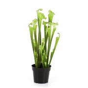 Künstliche Sarracenia MADISON, grün, 65cm