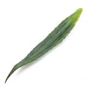 Plastik Aloe Vera Blatt KATALINA, crossdoor, grün, 60cm