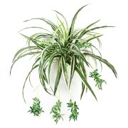Kunstpflanze Grünlilie KOCHAB, auf Steckstab, grün-weiß, 60cm