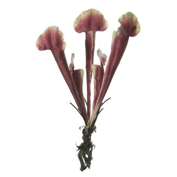 Kunstpflanze Sarracenia HAMY, Steckstab, burgunderrot-grün, 35cm