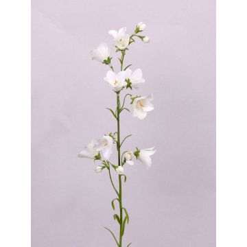 Künstliche Glockenblume GISELA, weiß, 65cm, Ø5cm