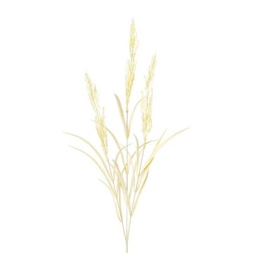 Deko Zweig Sandrohr BUTINA mit Rispen, beige, 85cm